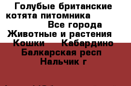 Голубые британские котята питомника Silvery Snow. - Все города Животные и растения » Кошки   . Кабардино-Балкарская респ.,Нальчик г.